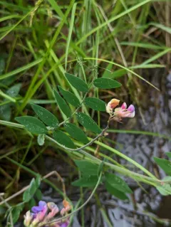 Pacific pea thumbnail 3
