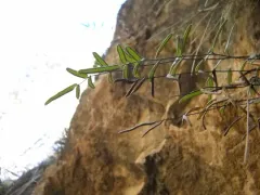 Gastony's cliffbrake thumbnail 3