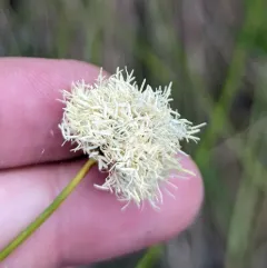 fringed cottongrass thumbnail 1