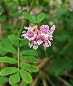 Rosy Bird's-foot Trefoil thumbnail 1