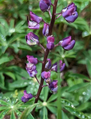 Plumas lupine