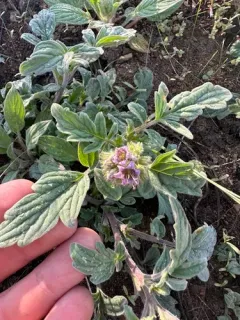 Waterleaf phacelia thumbnail 1