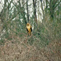 Northern Harrier thumbnail 2