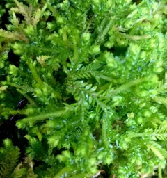 Krauss's clubmoss thumbnail 3