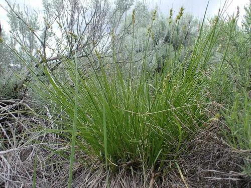 western valley sedge