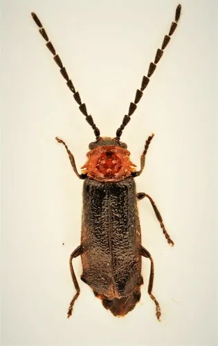 Ditemnus bidentatus