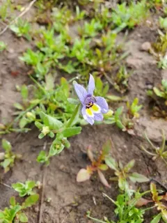 harlequin calicoflower thumbnail 4