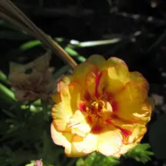moss rose thumbnail 3