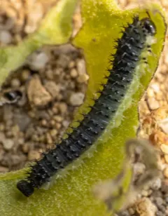 Spiny Ash Sawfly thumbnail 3
