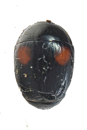Cyllodes biplagiatus