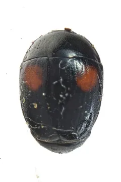 Cyllodes biplagiatus thumbnail 1