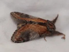 Pacific Prominent Moth thumbnail 3