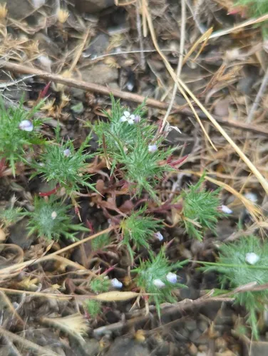 Tehama navarretia