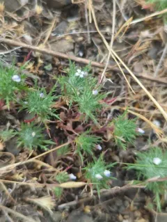 Tehama navarretia thumbnail 1