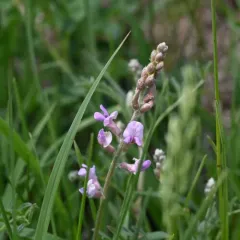 Flexible Milkvetch thumbnail 3