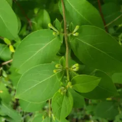 Japanese honeysuckle thumbnail 4