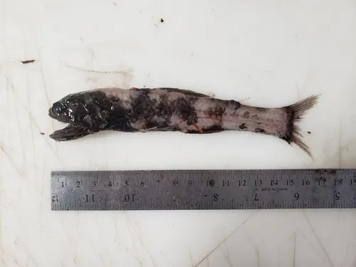 MacDonald's Lanternfish
