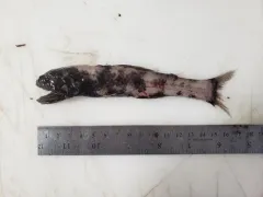 MacDonald's Lanternfish thumbnail 1