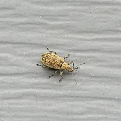Deer Broad-nosed Weevil thumbnail 4