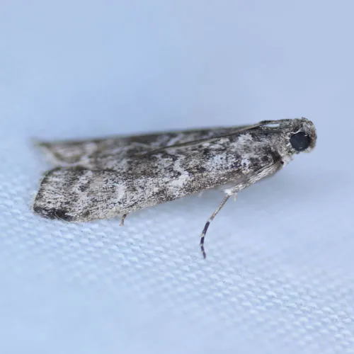 Spruce Coneworm Moth