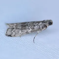 Spruce Coneworm Moth thumbnail 1
