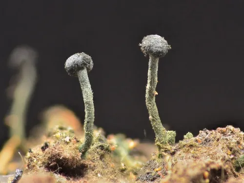 Chaenothecopsis tsugae
