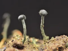 Chaenothecopsis tsugae thumbnail 1