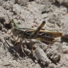 Coral-winged Grasshopper thumbnail 3