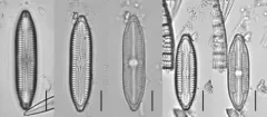 Mastogloia grevillei thumbnail 2