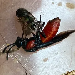 Poison Ivy Sawfly thumbnail 3