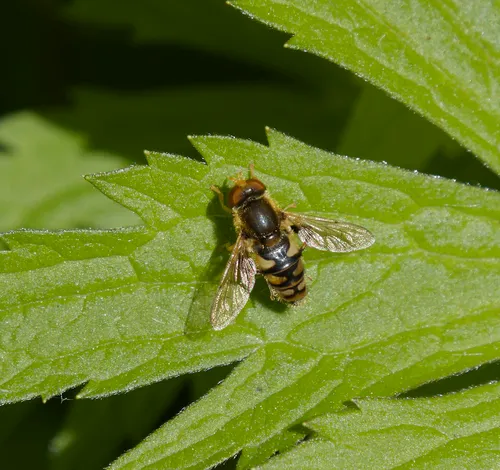 Unadorned Bog Fly
