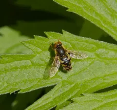 Unadorned Bog Fly thumbnail 1