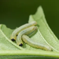 Black-headed Ash Sawfly thumbnail 4