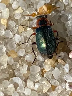 Eastern Coastal Collops thumbnail 1