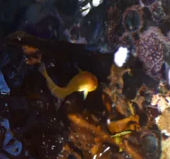 Tidepool Snailfish thumbnail 1