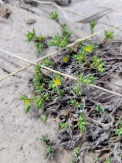 spreading nailwort thumbnail 3