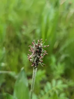 Alaska Plantain thumbnail 4