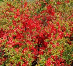 Japanese Quince thumbnail 4