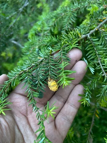 Melampsora abietis-canadensis