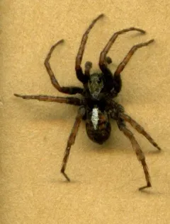 Hilltop Wolf Spider thumbnail 2