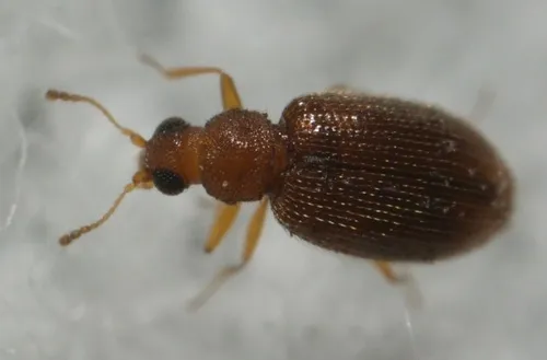 Serrated Minute Scavenger Beetle