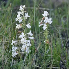 White-flower Beardtongue thumbnail 4