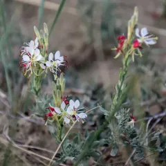 Scarlet Beeblossom thumbnail 4