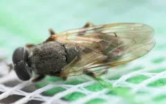Myolepta pretiosa thumbnail 2