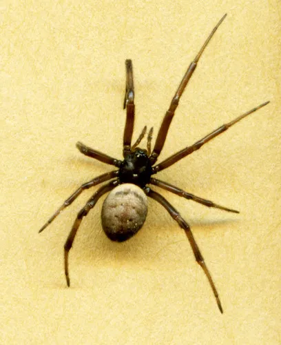 White-spotted False Widow