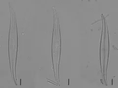 Gyrosigma acuminatum thumbnail 4