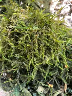 Fontinalis howellii thumbnail 1