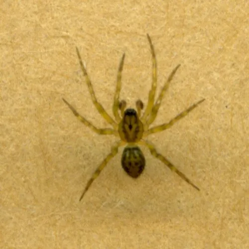 Ethobuella tuonops