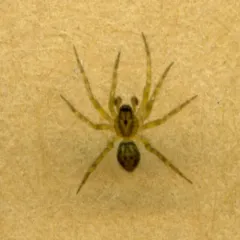 Ethobuella tuonops thumbnail 1