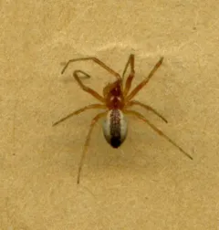 Pityohyphantes rubrofasciatus thumbnail 2